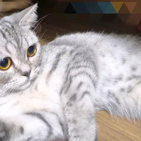ШОТЛАНДСКАЯ КОШКА
