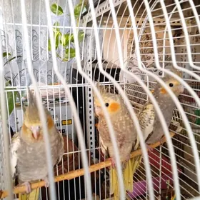 Попугаи Кореллы