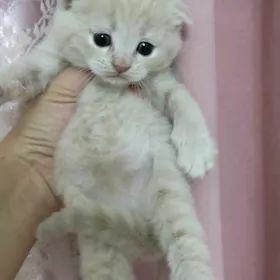 шотландский кремовый мальчик