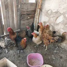 Tawuk