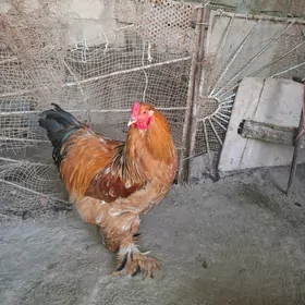 Palawy brama horaz