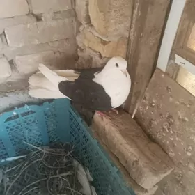 kepderi