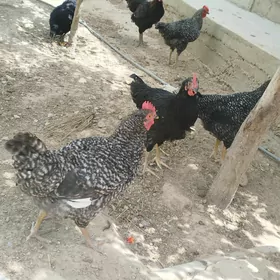Horaz
