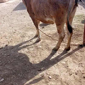 bakylan sygyr