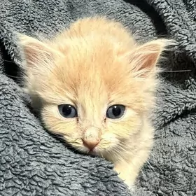 Котенок
