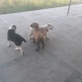 köpek