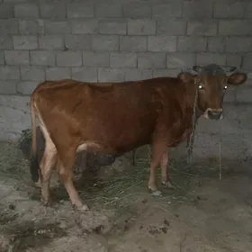 sygyr