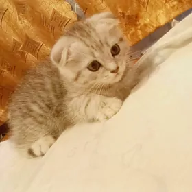 шатланский мальчик