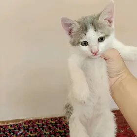 котята