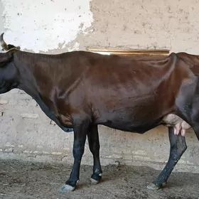 goleli