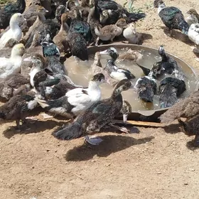 İndawutga alýan