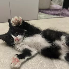 котенок в добрые руки