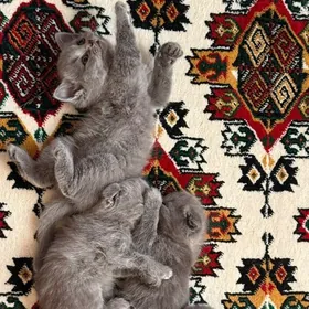 вислоухие котята