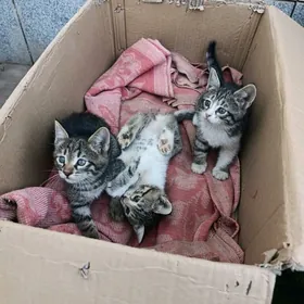 Котёнок