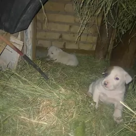pitbull,питбул