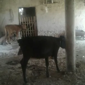 Goleler