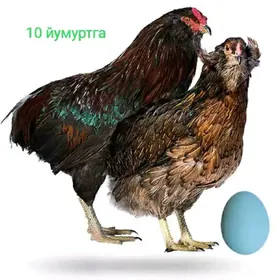 arakuwana juyje