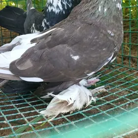 Kepderi