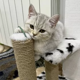 Котята Добрые руки