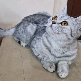 ШОТЛАНДСКАЯ КОШКА