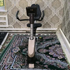 sport tigir