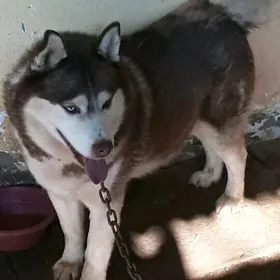 haski хаски