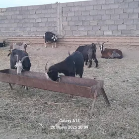 Geçi