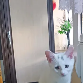 Кошка