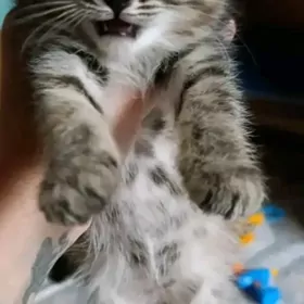 Котёнок