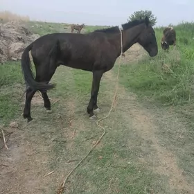 GARLAWAÇ