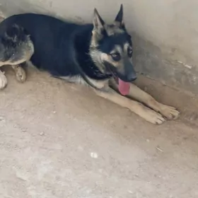 Awçarka