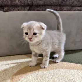 котенок шотландский