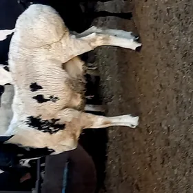 KISAR GOÇ