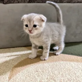 котик вислоухий шотланский