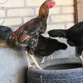 Байес кораз