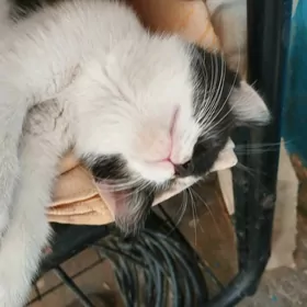 Отдам котёнка в добрые руки