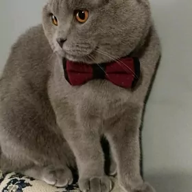 Кот