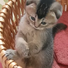 котята