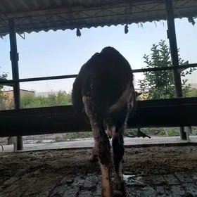 öküzler