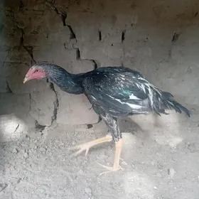 baýsow jüje