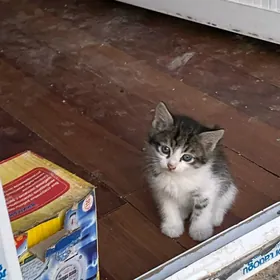 котята