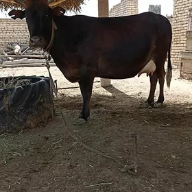 bogaz sygyr