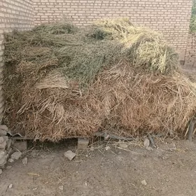 Ot ýorunja