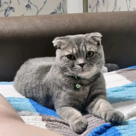Потерялся кот