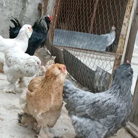 Brama