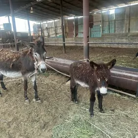 Eşek Ишак
