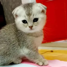 шотл  вислоухие котята