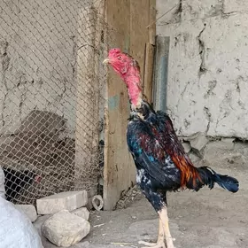 horaz paroda
