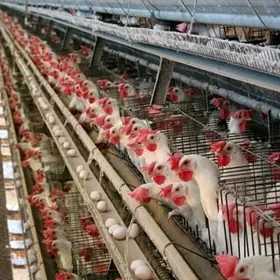  ПРОДАЖА ПТИЦЫ ФИРМЫ 