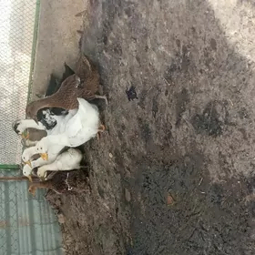 gak gak ördek